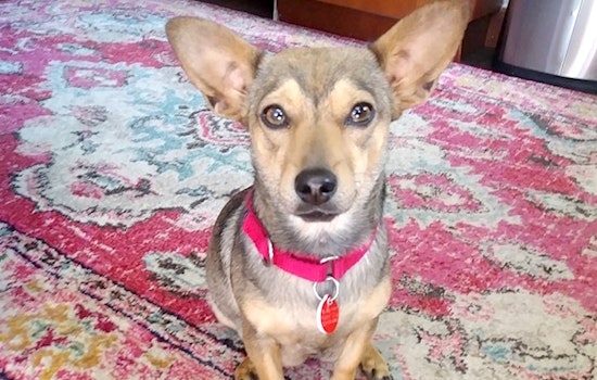 Dogs in Portland looking for their fur-ever homes