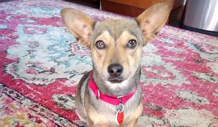 Dogs in Portland looking for their fur-ever homes