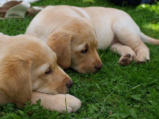 Top Phoenix news: Puppies found abandoned in dumpster; more than 50 cars vandalized; more