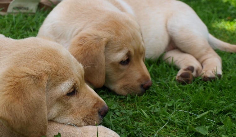 Top Phoenix news: Puppies found abandoned in dumpster; more than 50 cars vandalized; more