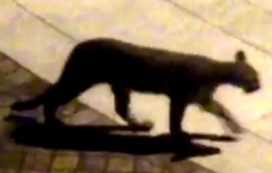 Hello Kitty: Mountain Lion Spotted Near Salesforce CEO's Home