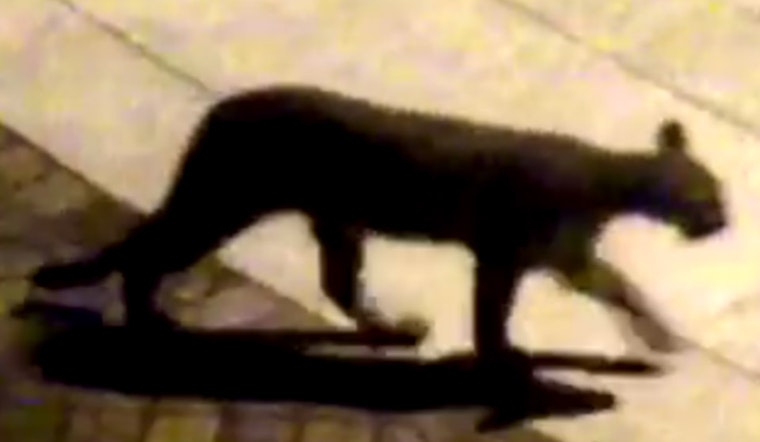 Hello Kitty: Mountain Lion Spotted Near Salesforce CEO's Home