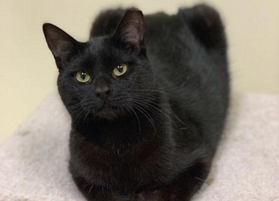 Cats in San Francisco looking for their fur-ever homes