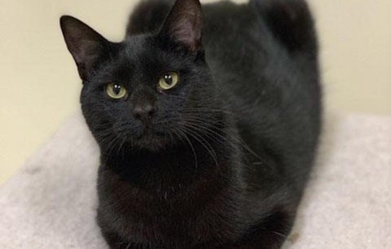 Cats in San Francisco looking for their fur-ever homes