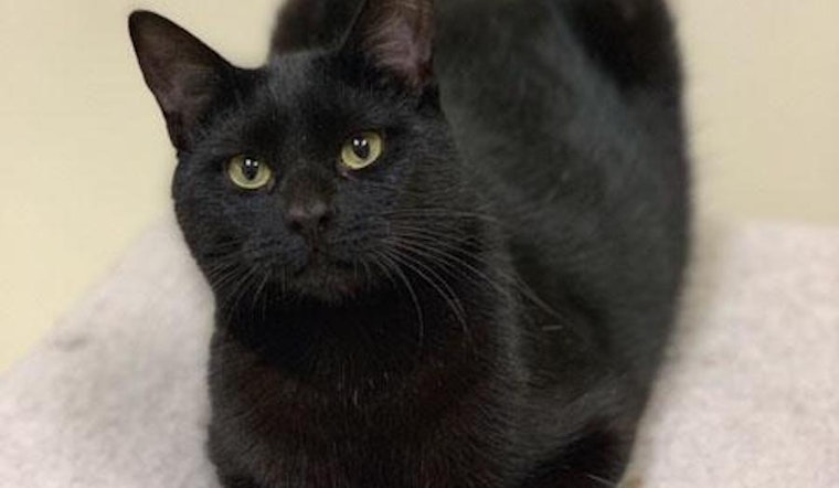 Cats in San Francisco looking for their fur-ever homes