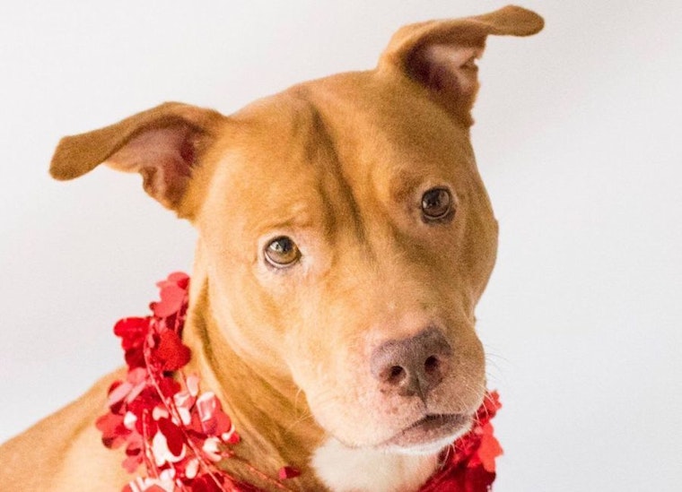 Dogs in Orlando looking for their fur-ever homes