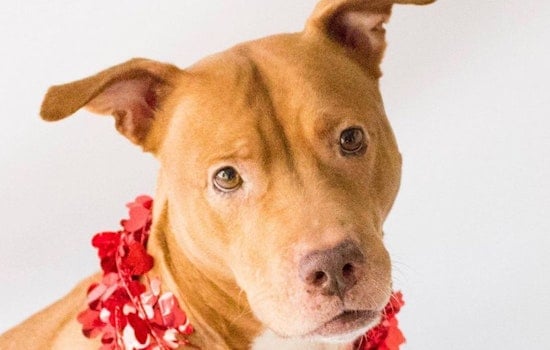 Dogs in Orlando looking for their fur-ever homes