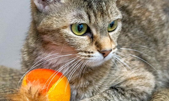 Cats in Chicago looking for their fur-ever homes
