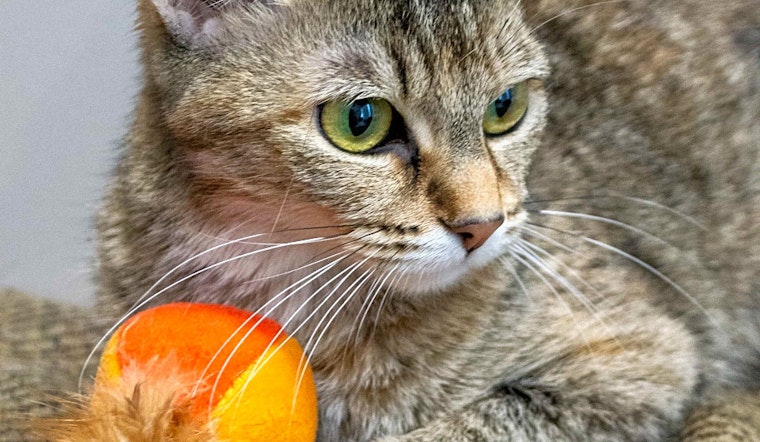 Cats in Chicago looking for their fur-ever homes