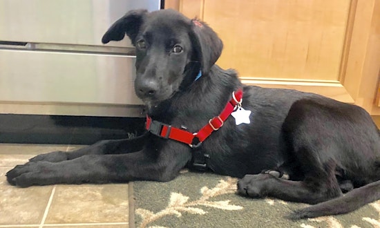 Puppies in Kansas City looking for their fur-ever homes