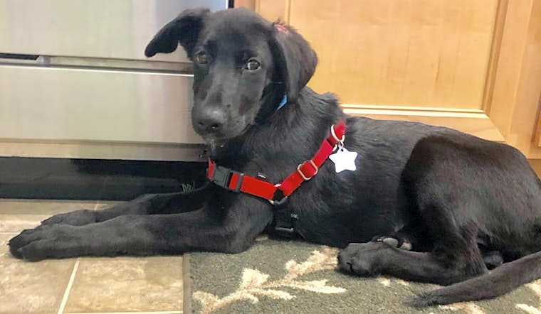 Puppies in Kansas City looking for their fur-ever homes