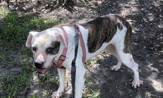 Dogs in Tampa looking for their fur-ever homes