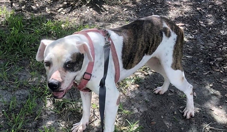 Dogs in Tampa looking for their fur-ever homes