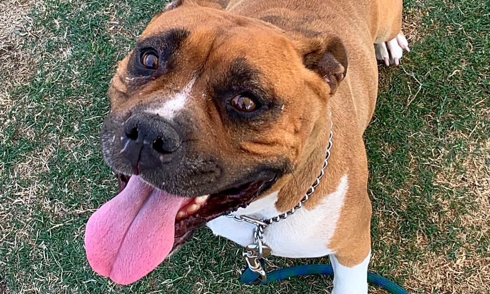 Dogs in Bakersfield looking for their furever homes