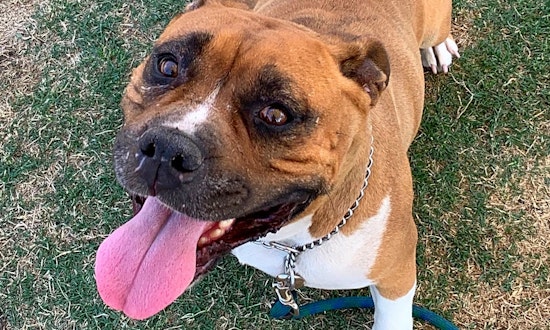 Dogs in Bakersfield looking for their fur-ever homes