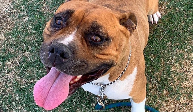 Dogs in Bakersfield looking for their fur-ever homes