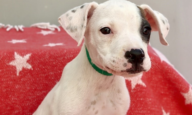 Puppies in Los Angeles looking for their fur-ever homes