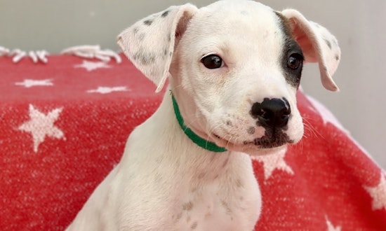 Puppies in Los Angeles looking for their fur-ever homes