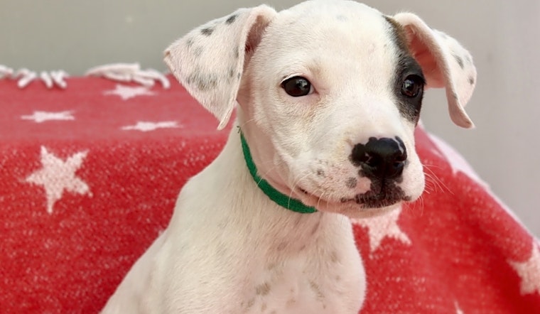 Puppies in Los Angeles looking for their fur-ever homes
