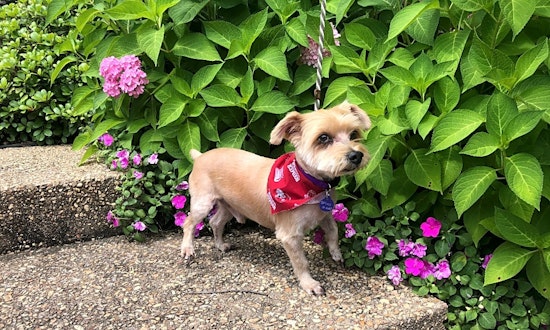 Dogs in Tulsa looking for their fur-ever homes