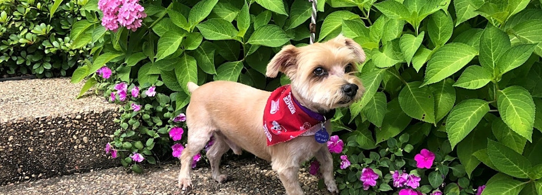 Dogs in Tulsa looking for their fur-ever homes