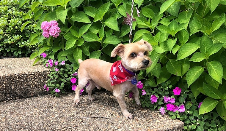 Dogs in Tulsa looking for their fur-ever homes