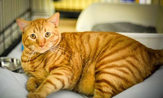 Cats in New Orleans looking for their fur-ever homes