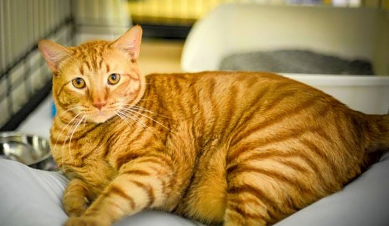 Cats in New Orleans looking for their fur-ever homes