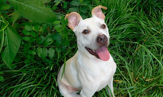 Dogs in Oklahoma City looking for their fur-ever homes