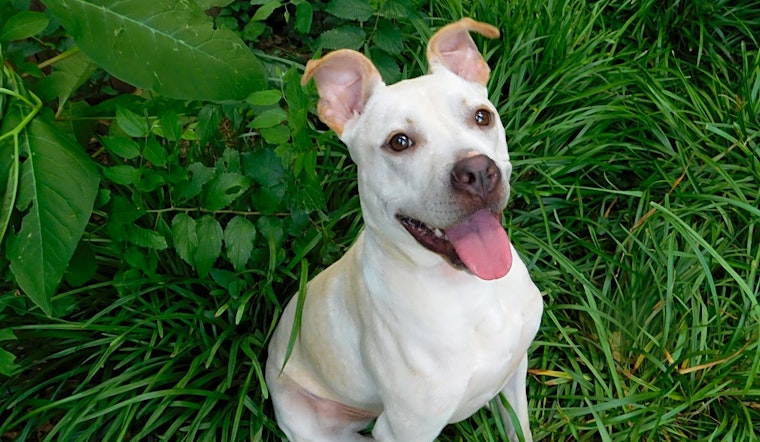 Dogs in Oklahoma City looking for their fur-ever homes