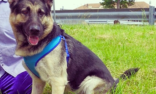 Dogs in Detroit looking for their fur-ever homes