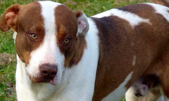 Dogs in Jacksonville looking for their fur-ever homes