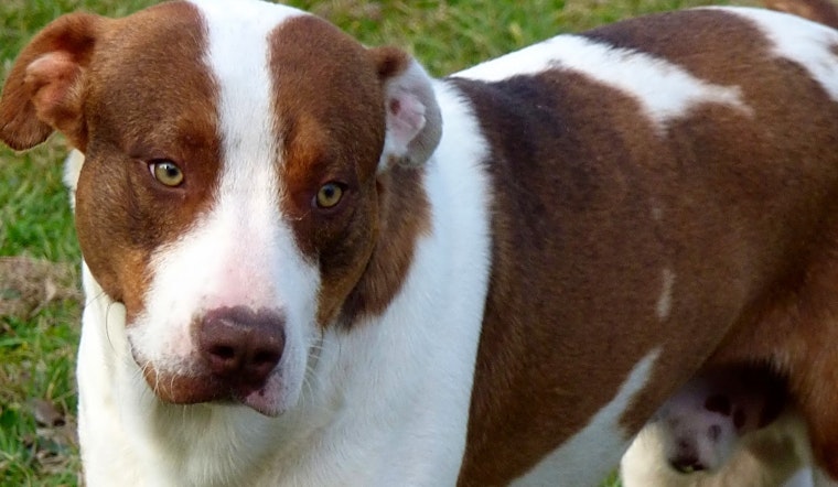 Dogs in Jacksonville looking for their fur-ever homes