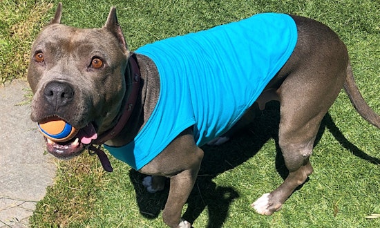 Dogs in Oakland looking for their fur-ever homes