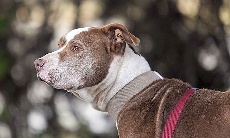 Dogs in Berkeley looking for their fur-ever homes