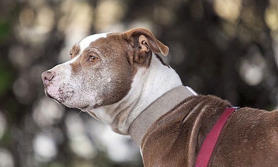 Dogs in Berkeley looking for their fur-ever homes