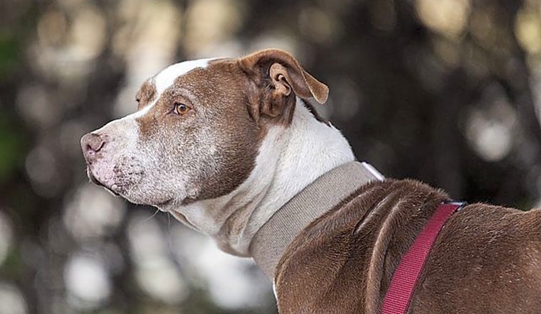 Dogs in Berkeley looking for their fur-ever homes