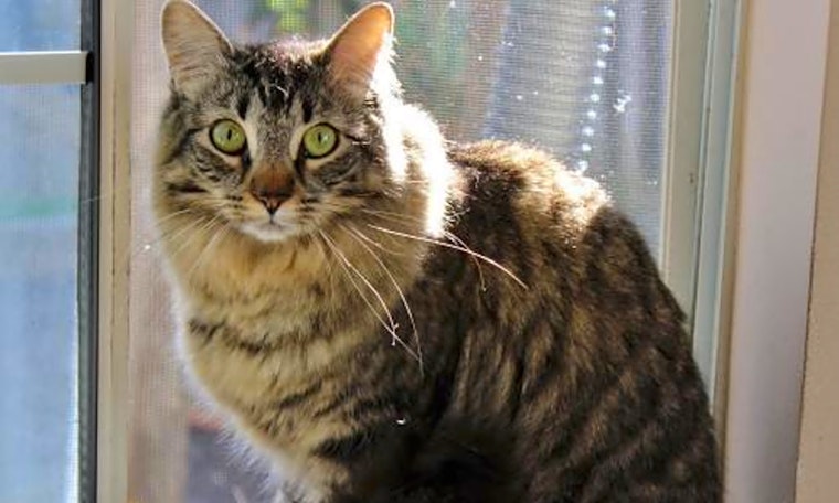 Cats in San Jose looking for their fur-ever homes