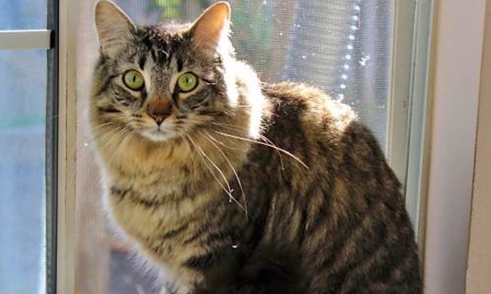 Cats in San Jose looking for their fur-ever homes