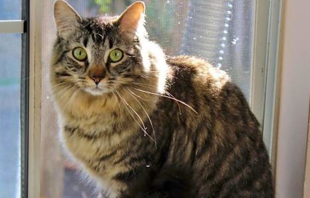 Cats in San Jose looking for their fur-ever homes