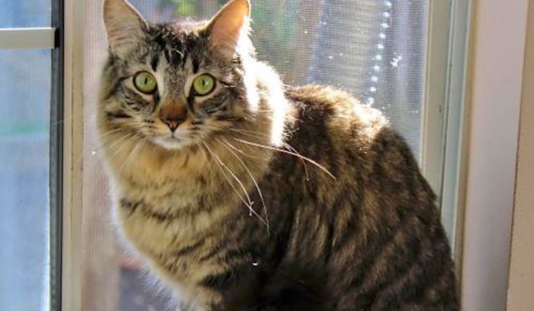 Cats in San Jose looking for their fur-ever homes