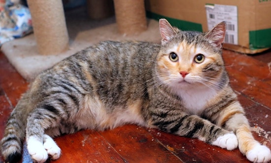 Cats in Pittsburgh looking for their fur-ever homes