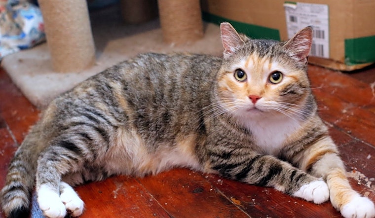 Cats in Pittsburgh looking for their fur-ever homes