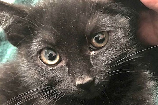 Kittens in Aurora looking for their fur-ever homes