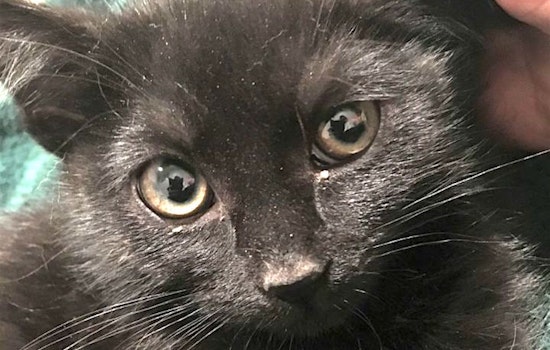 Kittens in Aurora looking for their fur-ever homes