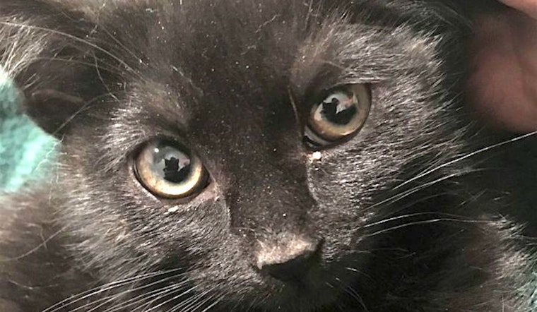 Kittens in Aurora looking for their fur-ever homes