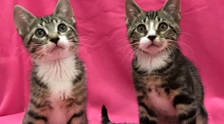 Kittens in Colorado Springs looking for their fur-ever homes