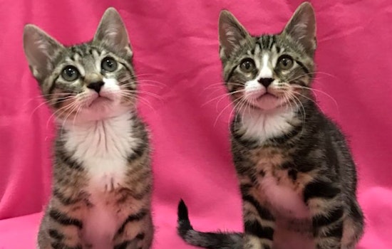 Kittens in Colorado Springs looking for their fur-ever homes