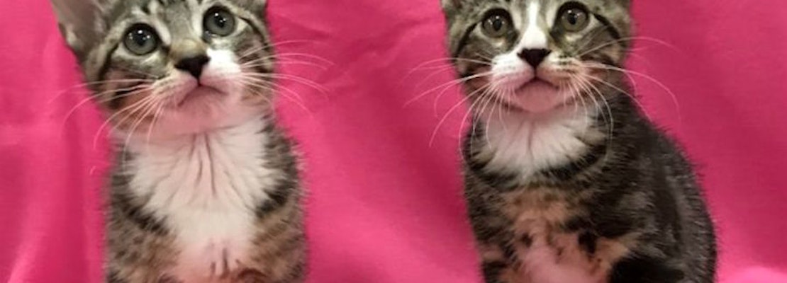 Kittens in Colorado Springs looking for their fur-ever homes