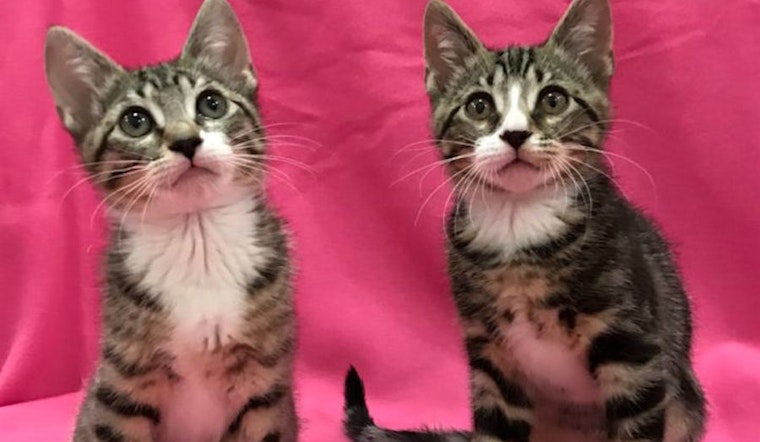 Kittens in Colorado Springs looking for their fur-ever homes